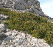 20080220101652-buxus.jpg